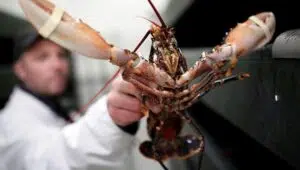 Hervir langostas vivas