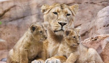 Raubtierhaus im Nürnberger Tiergarten bleibt vorerst geschlossen