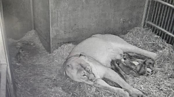 Löwin Aarany kümmert sich intensiv um ihre fünf am 26. Dezember 2025 geborenen Jungtiere und hat sie von Beginn an gesäugt.