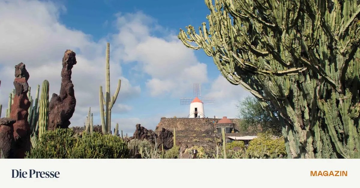 Organische Architektur und Kakteen in der Mondlandschaft – DiePresse.com