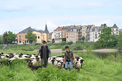 Nach mehr als 30 Jahren Schäferhandwerk an den Elbwiesen wird Steffen Vogel (re.) seine Tiere an den jungen Schäfer Eric Fischer übergeben.