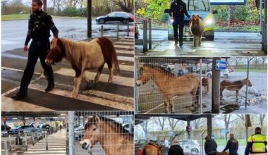 POL-DU: Duissern: Polizei stoppt tierischen Ausflug - Pferde und Ponys nach ...