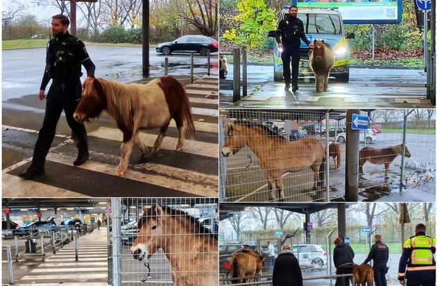 POL-DU: Duissern: Polizei stoppt tierischen Ausflug - Pferde und Ponys nach ...