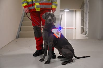 Ragnar ist für die Vermisstensuche ausgebildet und zertifiziert. Der Weimaraner trägt bei Einsätzen eine Kenndecke mit LED-Lampe und Glocke. Nachts bekommt er ein kleines Scheinwerferlicht ans Halsband.