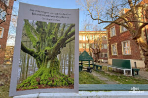 Nur ein münsterscher Baum hat es in das Buch geschafft, der Judasbaum im Hintergrund. (Foto: Bührke)