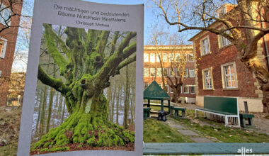 Nur ein münsterscher Baum hat es in das Buch geschafft, der Judasbaum im Hintergrund. (Foto: Bührke)