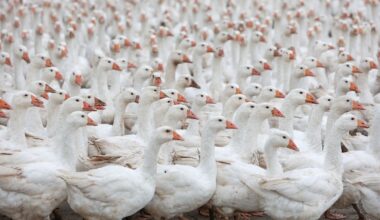 Berlin & Brandenburg: Tierquälerei-Vorwurf gegen Gänse-Schlachterei erhoben