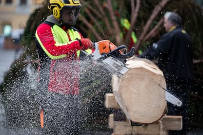Der Baum für den diesjährigen Weihnachtsmarkt wurde am 3. November auf dem Markt in Leipzig angeliefert und aufgestellt.