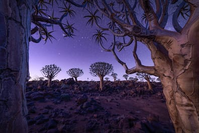 Köcherbaumwald in Namibia