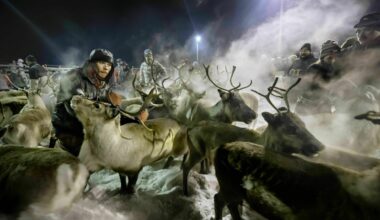 Megavorkommen Seltener Erden in Europa: Rentierhalter sehen Bedrohung für ihre Kultur