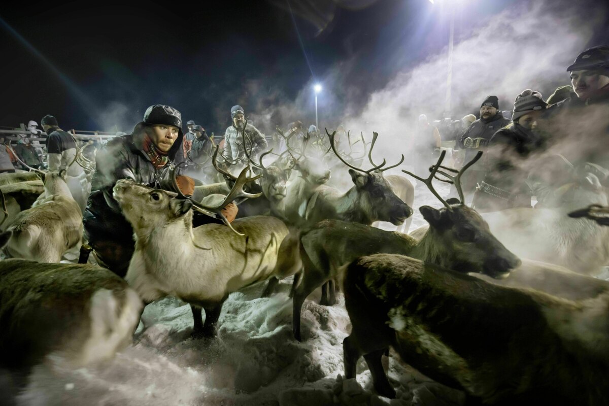 Megavorkommen Seltener Erden in Europa: Rentierhalter sehen Bedrohung für ihre Kultur