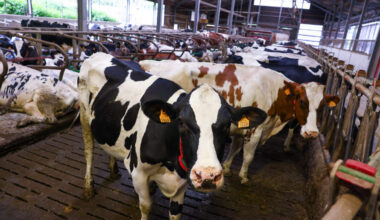 Ein Teil der luxemburgischen Milch wird exportiert und in Molkereien in Nachbarländern verarbeitet. Einige von diesen Molkereien sind von Strafzöllen betroffen.