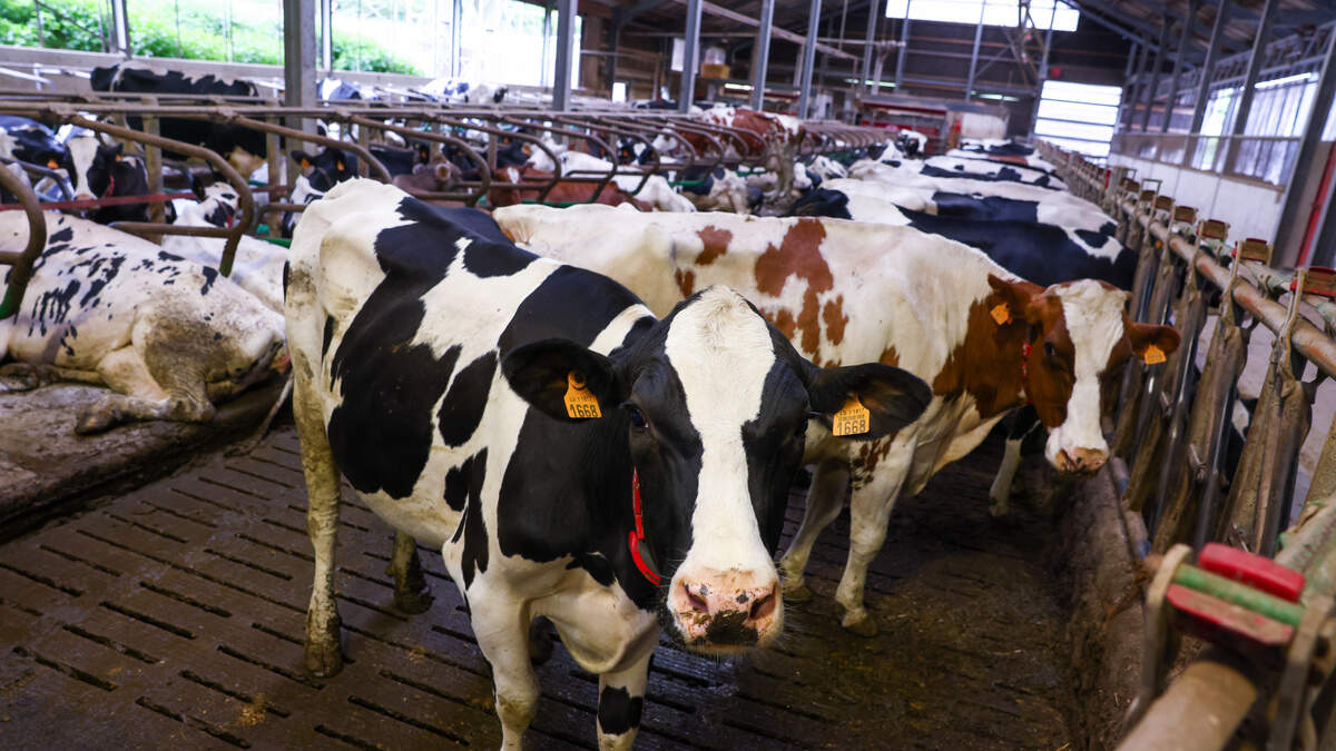 Ein Teil der luxemburgischen Milch wird exportiert und in Molkereien in Nachbarländern verarbeitet. Einige von diesen Molkereien sind von Strafzöllen betroffen.