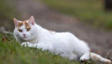 Katzen durch Vogelgrippe gefährdet – Tiermediziner warnt vor Freilauf und Barfen