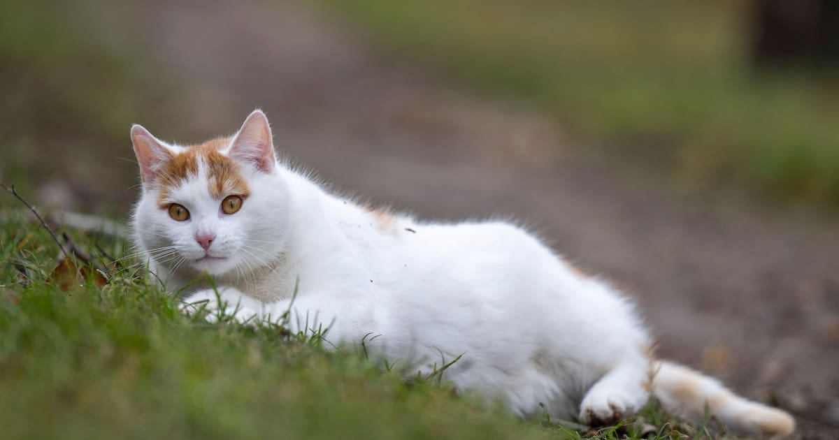 Katzen durch Vogelgrippe gefährdet – Tiermediziner warnt vor Freilauf und Barfen