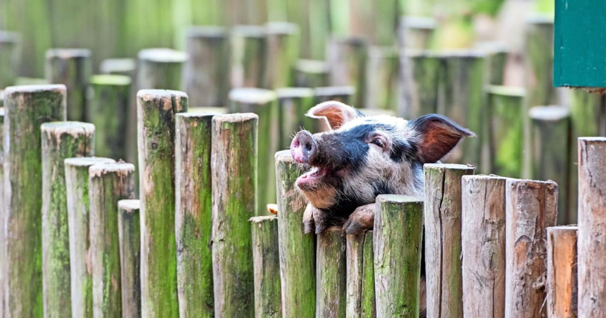 Ausflüge am 6. und 7. Dezember