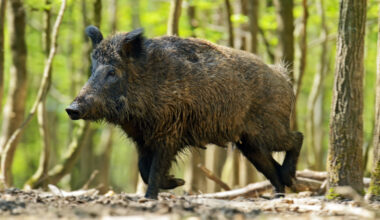 In Wiesbaden wurden die Schutzzonen zur Eindämmung der Schweinepest ausgebaut.