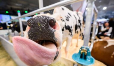 Nach Ausbruch im Landkreis Meißen