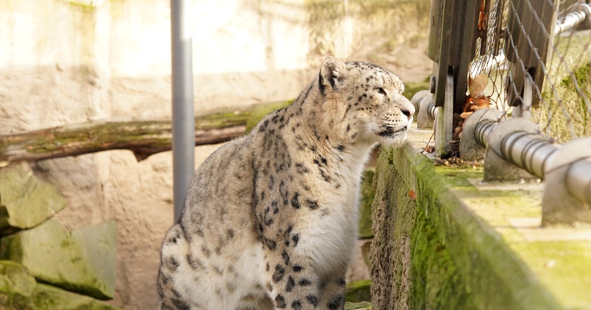 Zoo begrüßt neues Schneeleoparden-Männchen Bataar neben Weibchen Astari
