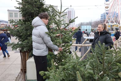 Wenn der Baum nicht aufs Fahrrad passt, muss ein Mann tragen.