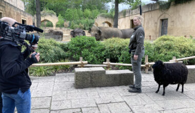 Neue Folgen „Seelöwe & Co.“ vom Zoo Hannover im NDR