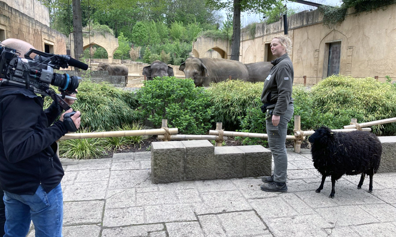 Neue Folgen „Seelöwe & Co.“ vom Zoo Hannover im NDR