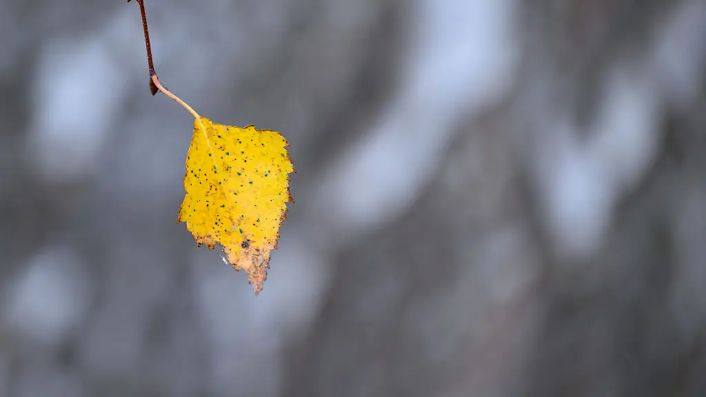 Zum-Schlittenfahren-reicht-es-nicht-An-Heiligabend-kann-es-nach-bisheriger-Wetter-Prognose-etwas-Schneegriesel-geben-und-das-wohl-nur-im-Sueden-Brandenburgs