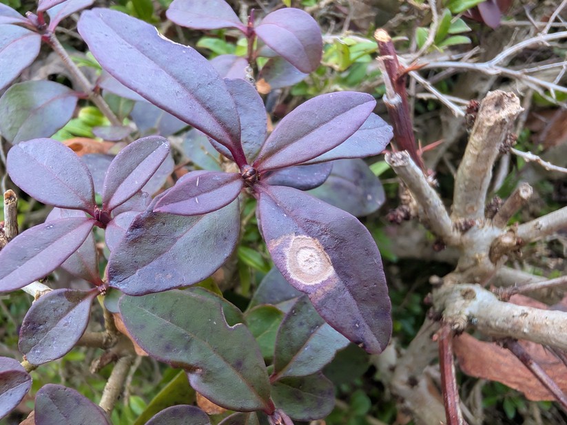 Google Pixel 10 Pro Fold - Originalaufnahmen