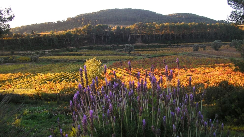 Der Süden Frankreichs: Besonders im Sommer sind violettfarbene Lavendelfelder ein Wahrzeichen der Region, in der die Clooneys ihr Anwesen haben