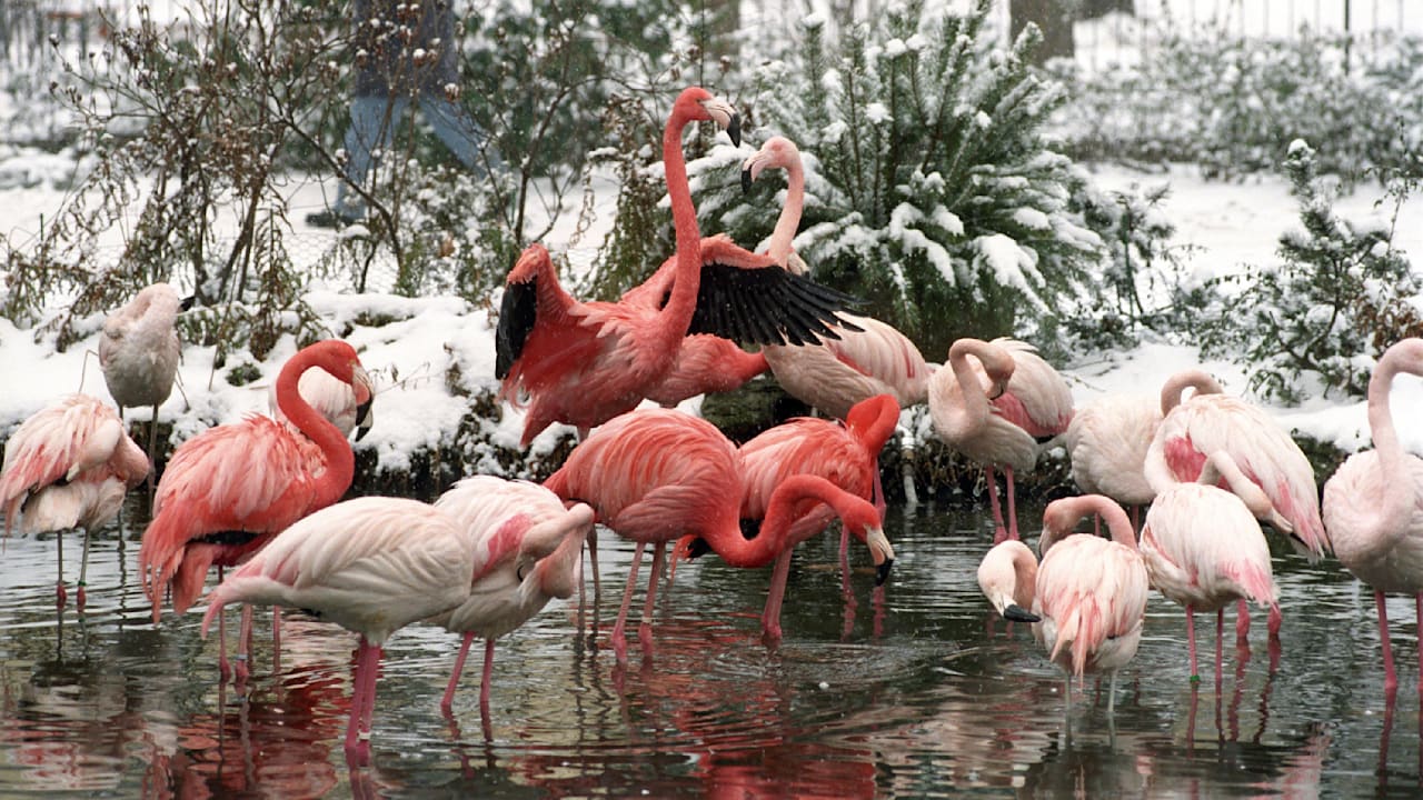 Zoo Leipzig: Wegen Vogelgrippe-Verdacht mehrere Gehege geschlossen | Regional