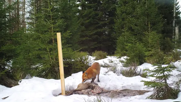 Ein Fuchs schnuppert in einem verschneiten Wald an einem toten Tier.