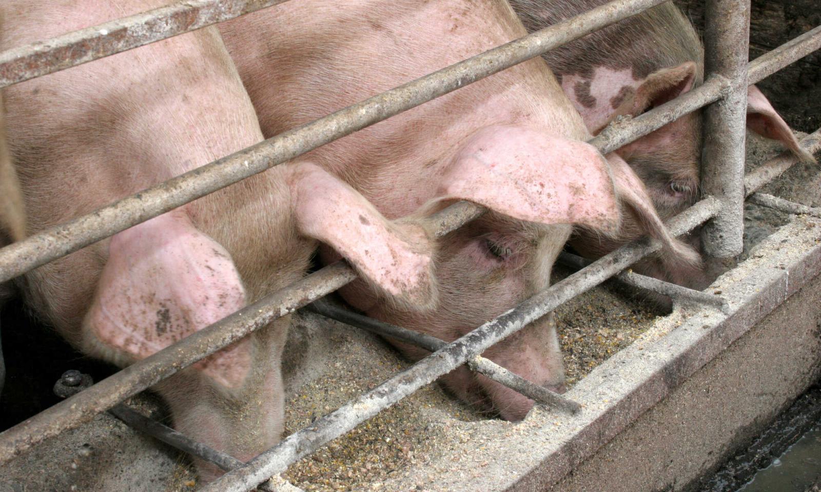 Schweinefleisch-Export aus Russland boomt