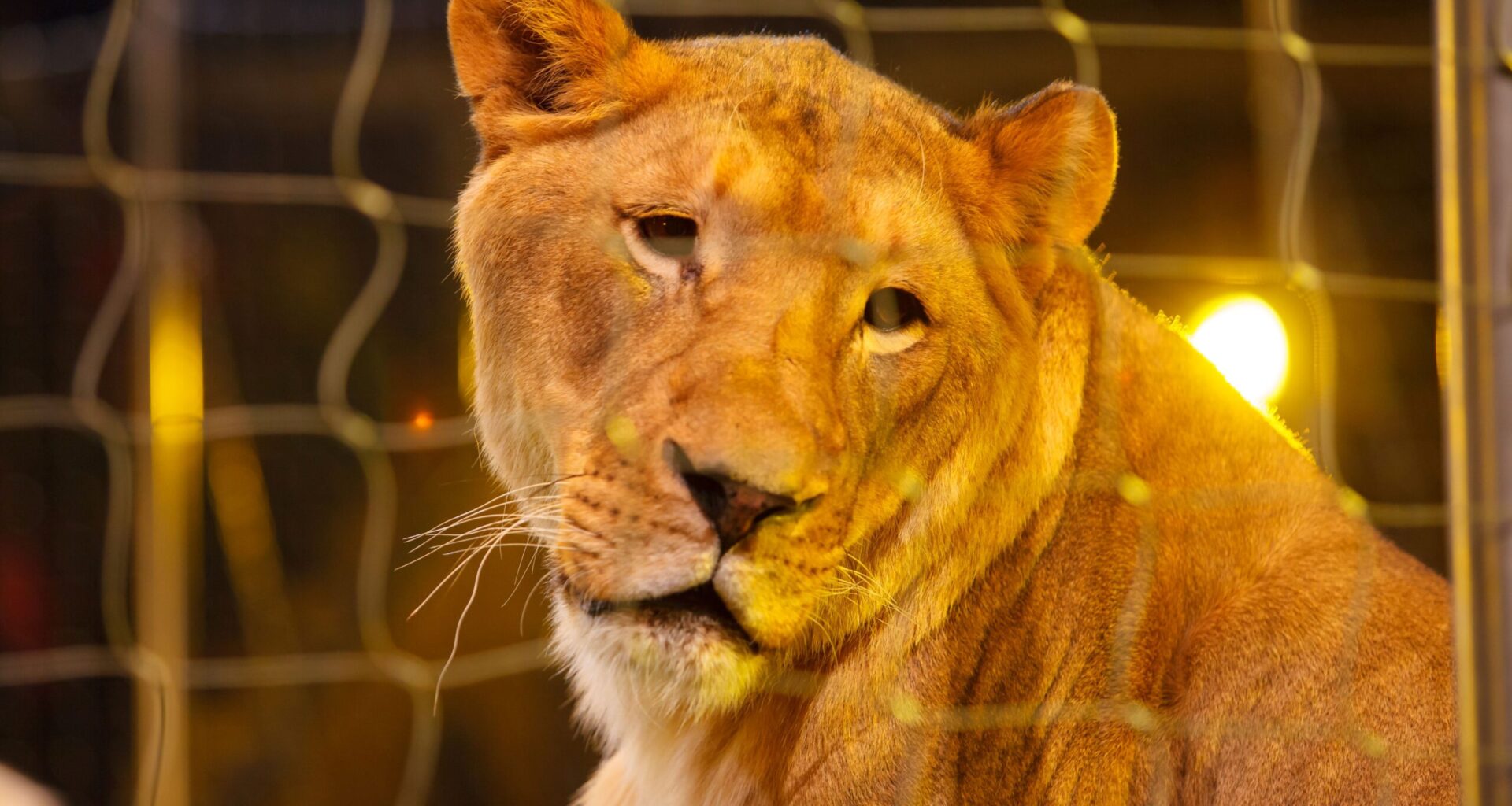 Tierschutzaktion in München: Störung der Premiere im Circus Krone