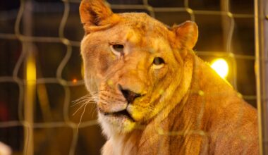 Tierschutzaktion in München: Störung der Premiere im Circus Krone