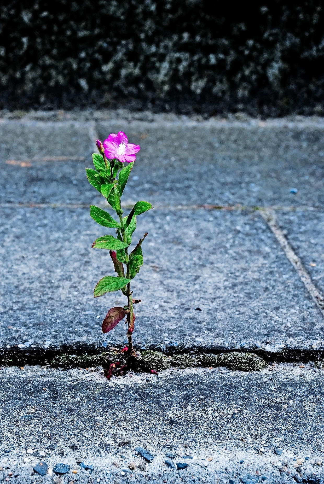 Aufbruch: Wenn sich die Natur durchsetzt.