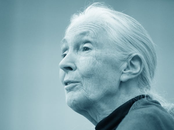 Rosemont, PA - September 15: Dr. Jane Goodall speaks at The Agnes Irwin School in Rosemont, PA on September 15, 2015 xkwx celebrity, event, star, success, talent, chimpanzee, africa, famous, portrait, research, gombe, african, animal, ape, budapest, chimp, endangered, exotic, eyes, face, fauna, forest, game, gamereserve, hair, head, hungarian, hungary, invitation, invited, janegoodall, jungle, lady, lecture, mammal, nationalgeographic, nationalpark, natural, nature, primate, protected, editorial