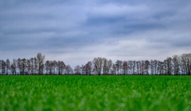Wetter - Milde Temperaturen in Berlin und Brandenburg - Panorama