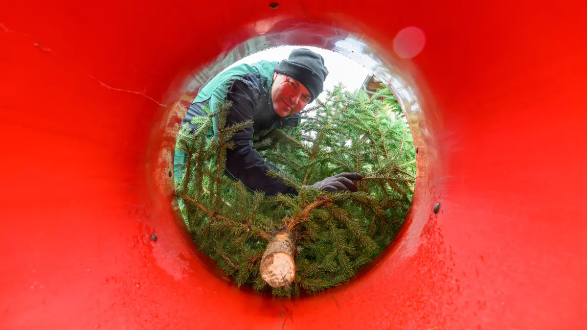 Matthäus Schubert, Chef der Gärtnerei Schubert, steckt eine Blaufichte zur Eröffnung der Weihnachtsbaumsaison Berlin-Brandenburg in eine Vorrichtung zum verpacken des Baumes. Heute begann offiziell die diesjährige Weihnachtsbaumsaison in der Hauptstadtregion. Für die meisten Deutschen ist ein festlich geschmückter Tannenbaum unverzichtbarer Bestandteil des Weihnachtsfestes - Symbol für Tradition und familiäre Wärme. Die Bäume stammen überwiegend von regionalen Erzeugern, die diese über viele Jahre hinweg mit Fachwissen und Sorgfalt heranziehen. Ihr Einsatz sorgt nicht nur für hochwertige Qualität, sondern auch für kurze Transportwege und eine nachhaltige Wertschöpfung in den ländlichen Regionen. +++ dpa-Bildfunk +++
