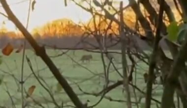 Zwei mögliche Wolf-Sichtungen innerhalb kurzer Zeit