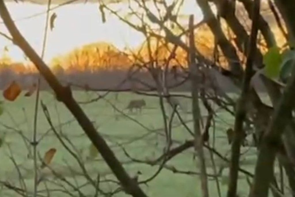 Zwei mögliche Wolf-Sichtungen innerhalb kurzer Zeit