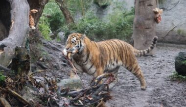 Vier junge Tiger ziehen aus