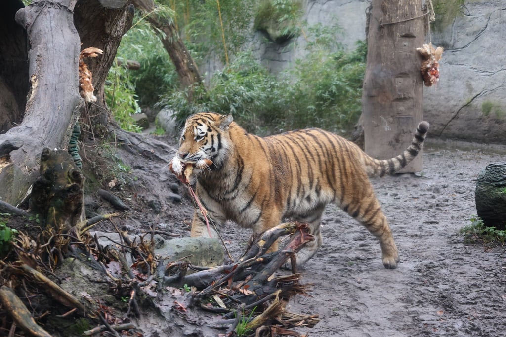 Vier junge Tiger ziehen aus