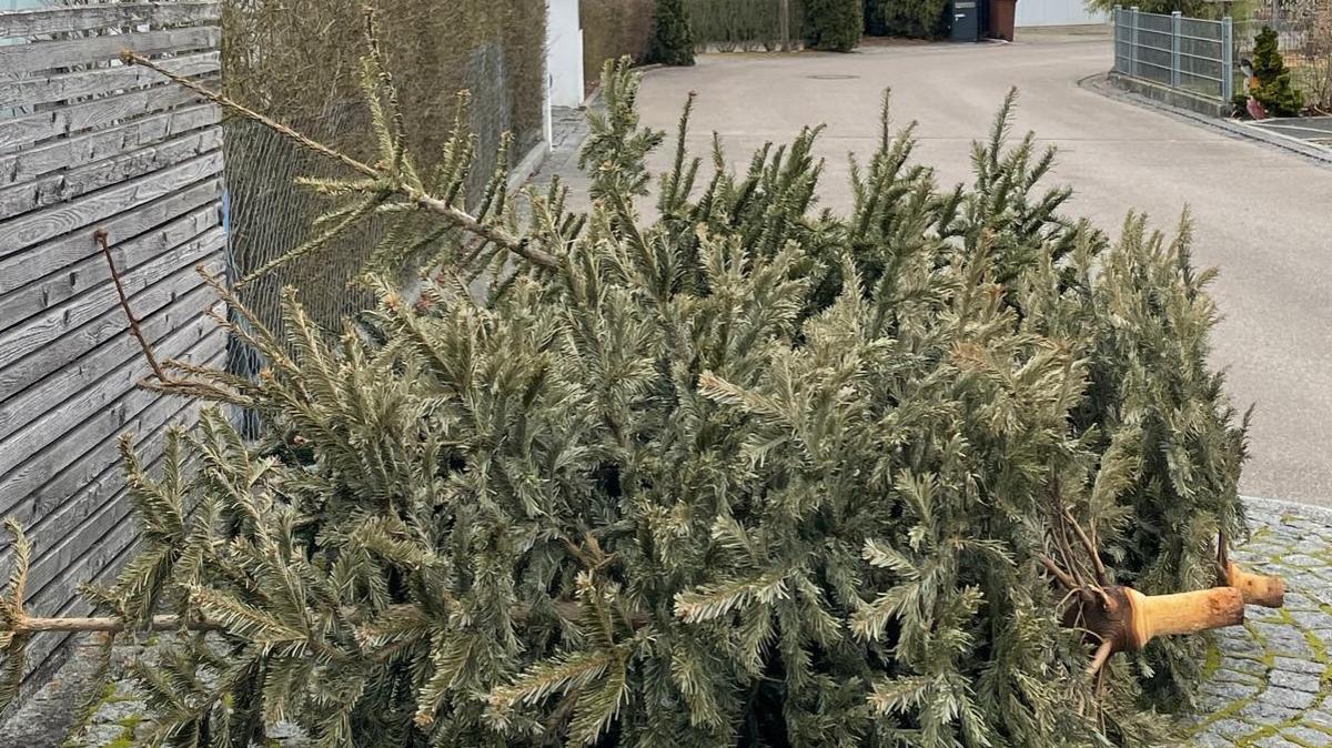 So können Christbäume in Augsburg abgegeben werden