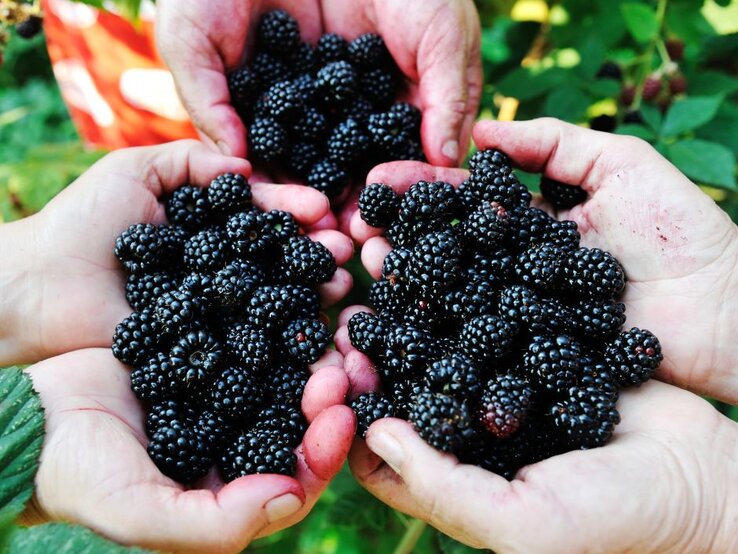Draufsicht auf drei Hände voller Brombeeren.  | © Zurijeta via Canva.com