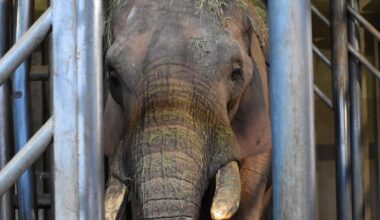 Frankreich: Zoo von Amnéville trauert um unerwarteten Tod von Elefant Niko