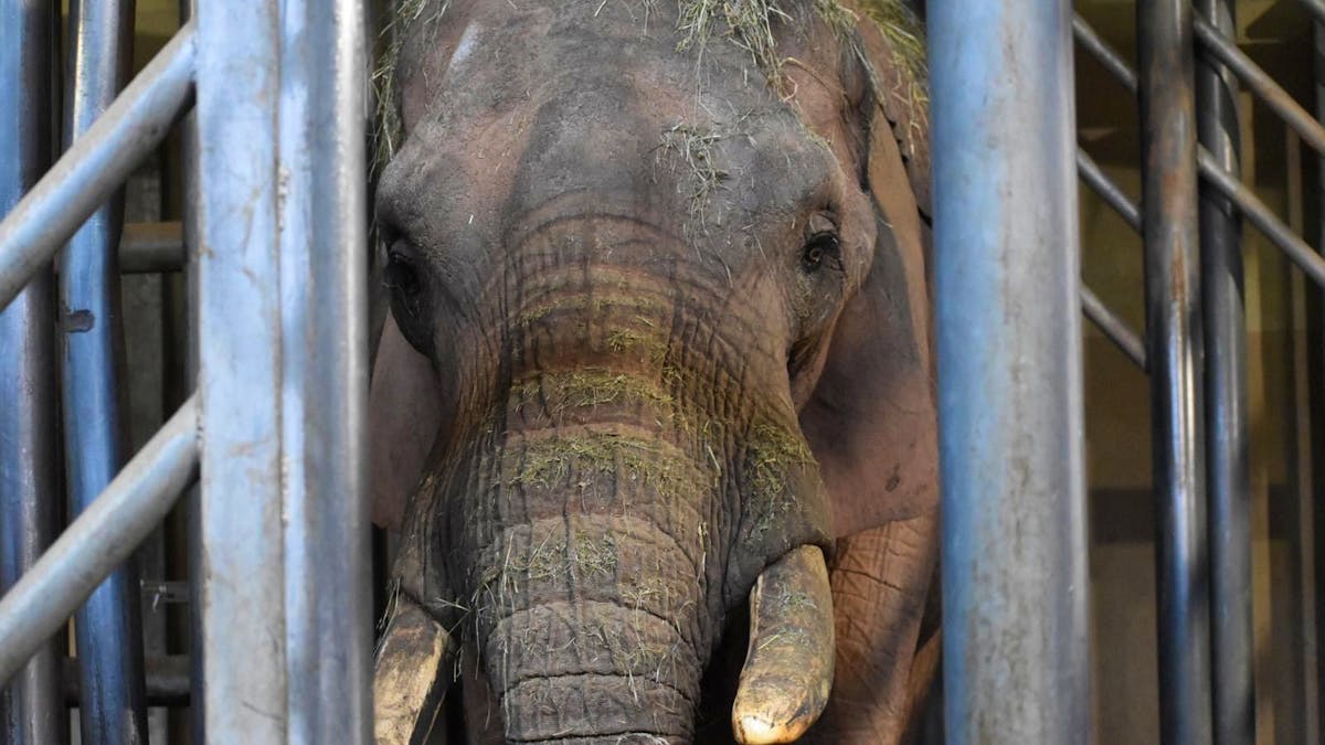 Frankreich: Zoo von Amnéville trauert um unerwarteten Tod von Elefant Niko