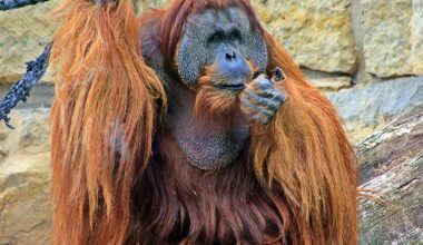 Traurige Nachrichten aus dem Berliner Zoo: Orang-Utan Mano wurde eingeschläfert
