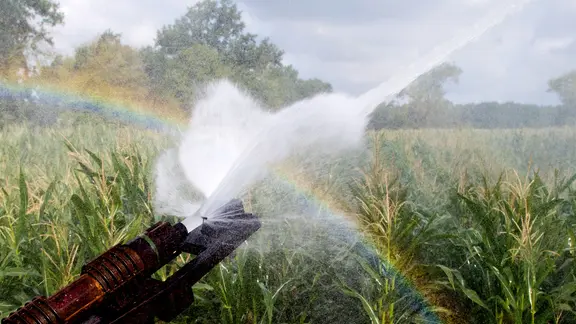 Ein Maisfeld wird bewässert.