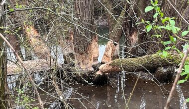 Richter stoppen Umsiedlung von sächsischen Bibern nach Frankreich