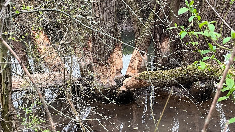 Richter stoppen Umsiedlung von sächsischen Bibern nach Frankreich